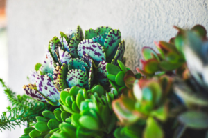 plant-care03